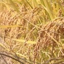 전통떡하는날 이미지