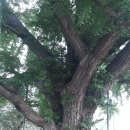 암소고개로 이미지