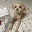 우프밀(woofmeal) 네이버블로그