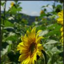 코스모스공원 이미지