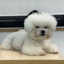 예뻐질개 이미지
