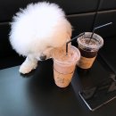 B&B(바비브라운 비숑프리제) 이미지