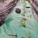 한삼농장 이미지