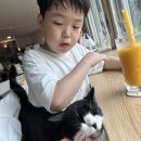 홀릭캣 | 논골담길 오르막 중간에 만난 오아시스, 103LAB 카페 — 고양이에 홀릭, 에이드 맛에 또 홀릭