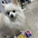 트릿츄잇 이미지