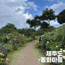생자연 | 제주도에서 예쁜 수국을 볼 수 있는 곳, 동화 마을 추천_ 모든 곳이 포토존👍