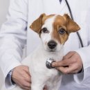 정겨운동물병원 이미지