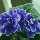 바이올렛 이미지