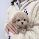 퍼피메이트 안심분양센터 동탄 강아지분양 이미지