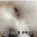 울트라코어 네이버블로그