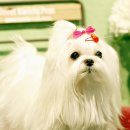 프란다스의개 이미지