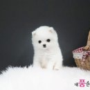 대림애견 이미지