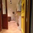 올리브 애견 이미지