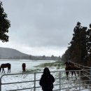 제주 이시돌목장 테시폰식 주택 | 제주 서쪽 가볼만한곳 성이시돌목장 테쉬폰