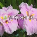 아이리스 이미지