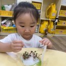 새싹채소(적무)를 맛보았어요🌱 이미지
