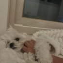 바람난강아지 | [여행] 강아지와 함께하는 여수여행