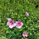 영축산효소 이미지