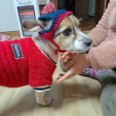 메오메오 이미지