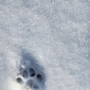 고양이발자국 이미지