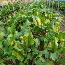 부일농장 이미지