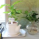 연세느티나무치과의원 이미지