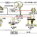 2.인체의 이해 - 2. 항상성의 유지 - (3) 호르몬의 조절 이미지