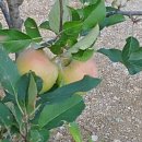 사과나무부동산공인중개사사무소 이미지