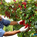 오미자권역센터 이미지