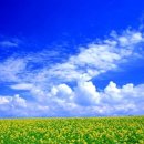 풀빛향기 이미지