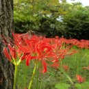 아띠아지 이미지