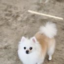 강아지 미용실 이미지