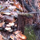 팽나무(팽이)버섯 이미지