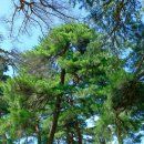 영은사 범일국사진영 이미지