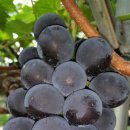 소라농장 이미지