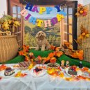 자유유치원 | 용인 애견호텔 자유롭게 뛰어놀 수 있었던 반려견 유치원 후기