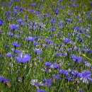 수레와달구지 이미지