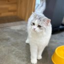 멋스럽개 이미지