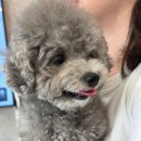 울산 강일웅동물메디컬센터 이미지