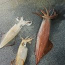 썬레드호