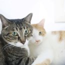 꽁이랑 | 애니멀리프 창문캣타워 후기｜고양이 창문캣해먹 설치해 보니 공간 활용 최고!