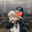 키스더도그/아르테미스 | 김포 키스더도그 n년째 다니는 곳 말티즈 알머리 컷