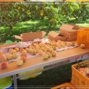 용천농원 이미지