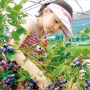 영동금강모치마을 이미지