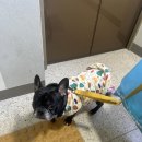 이다애견미용실 | 금천구애견미용실 추천 프렌치불독 애견스파 뽀도독