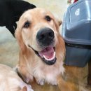 강아지천국 이미지