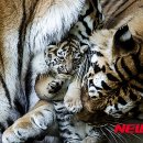 룰루랄라 이미지