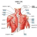 이디야두정역점 | [두정동 24시 헬스장] 어깨 넓어지고 싶다면? 광배 운동까지 챙겨야 하는 이유