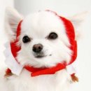 펫 파라다이스 이미지