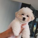 뽀송 펫 살롱 이미지